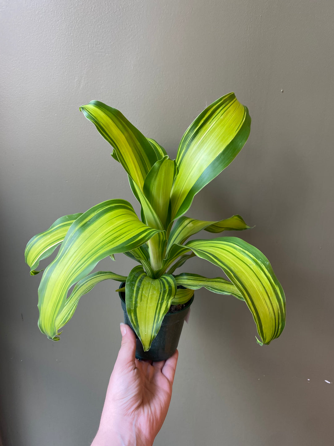 Dracaena 'Marley'