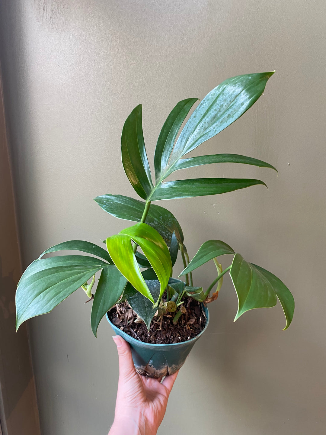 Rhaphidophora 'Dragon Tail'