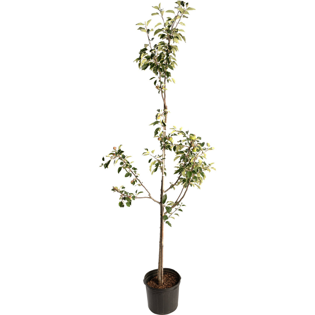 Granny Smith Apple Tree