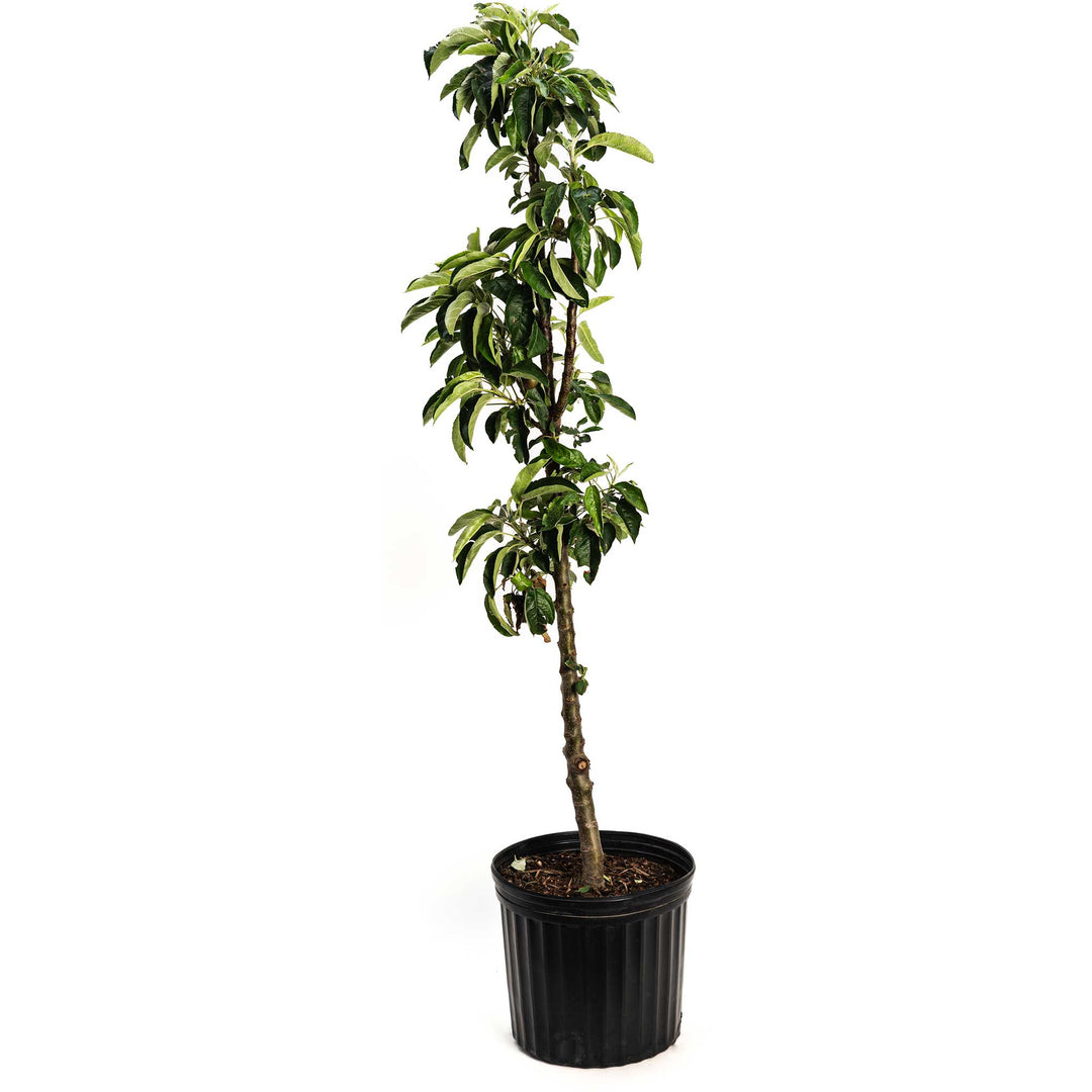 Tasty Red™ Fruit Snacks™ Apple Tree