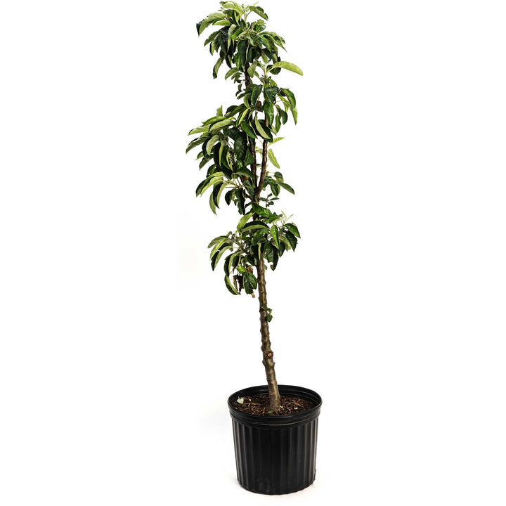 Tasty Red™ Fruit Snacks™ Apple Tree