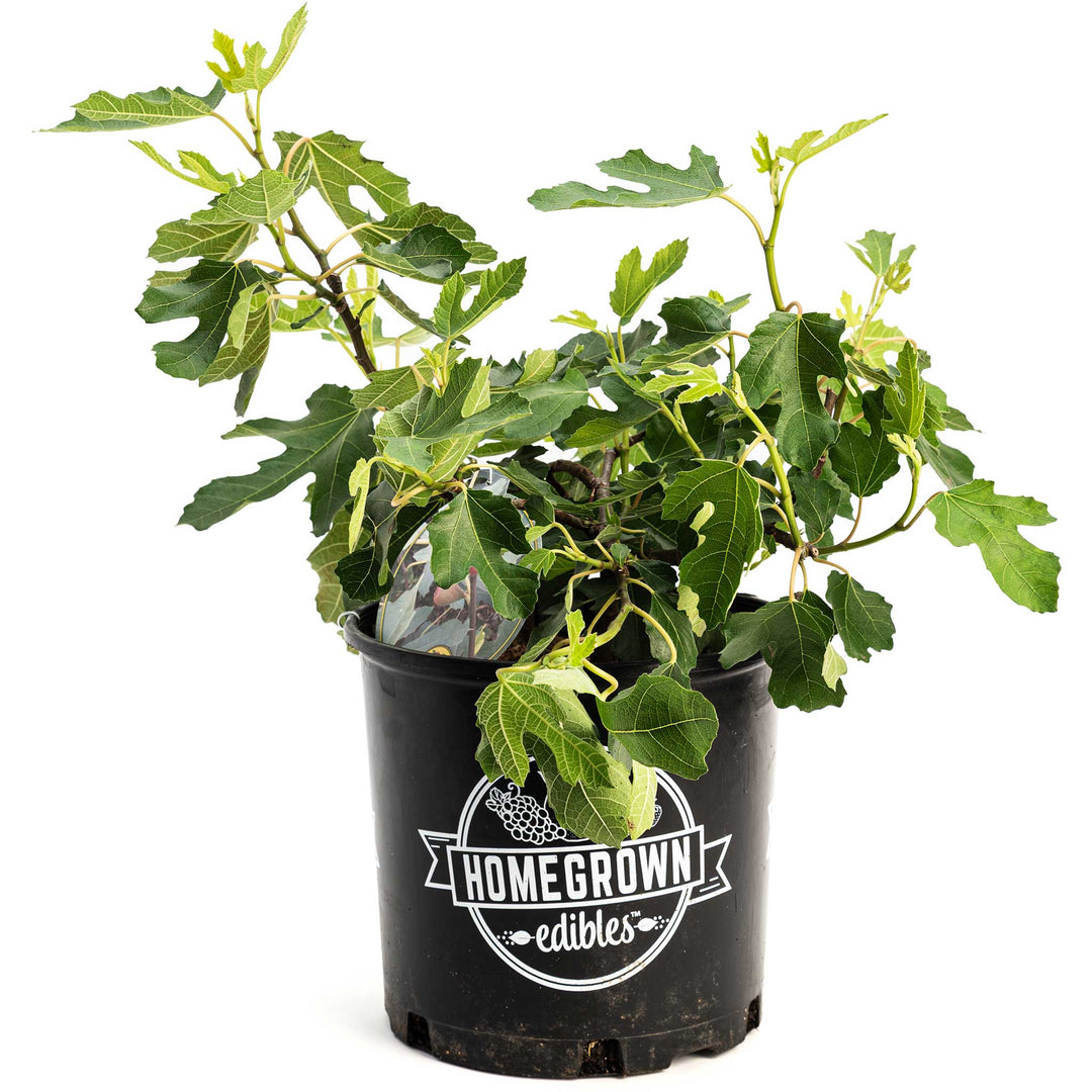 Little Miss™ Figgy