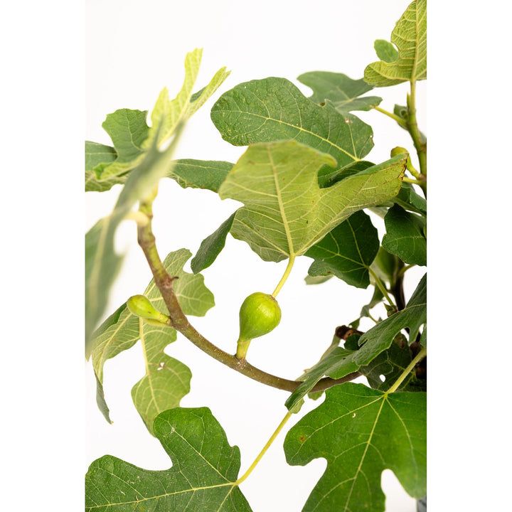 Fignominal Fig