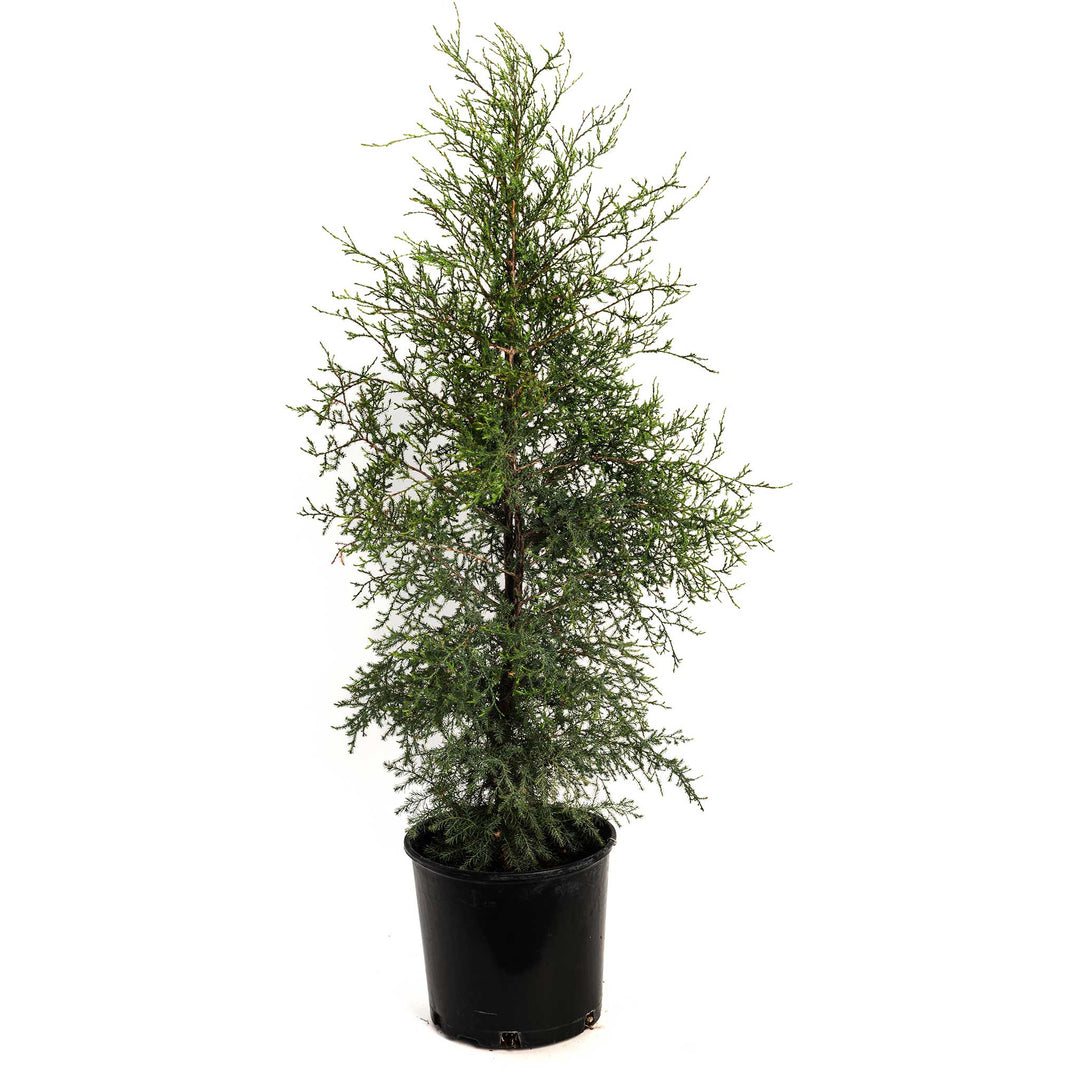 Brodie Eastern Red Cedar