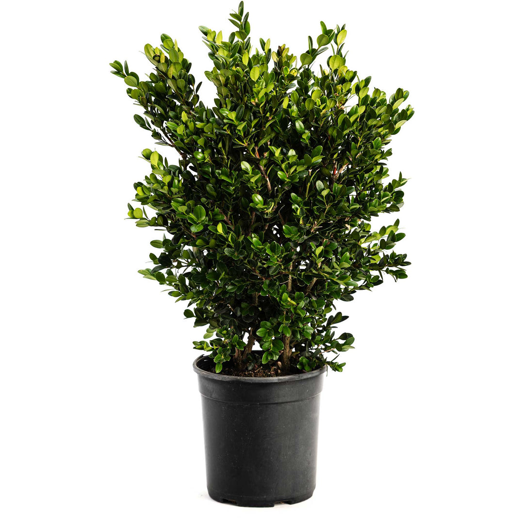 Wintergreen Boxwood