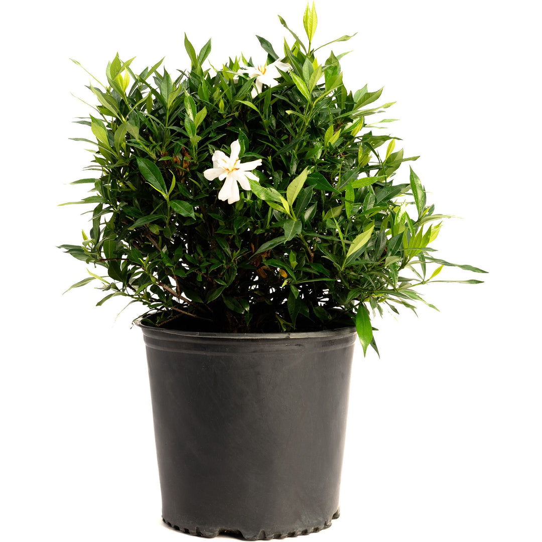 Frost Proof Gardenia