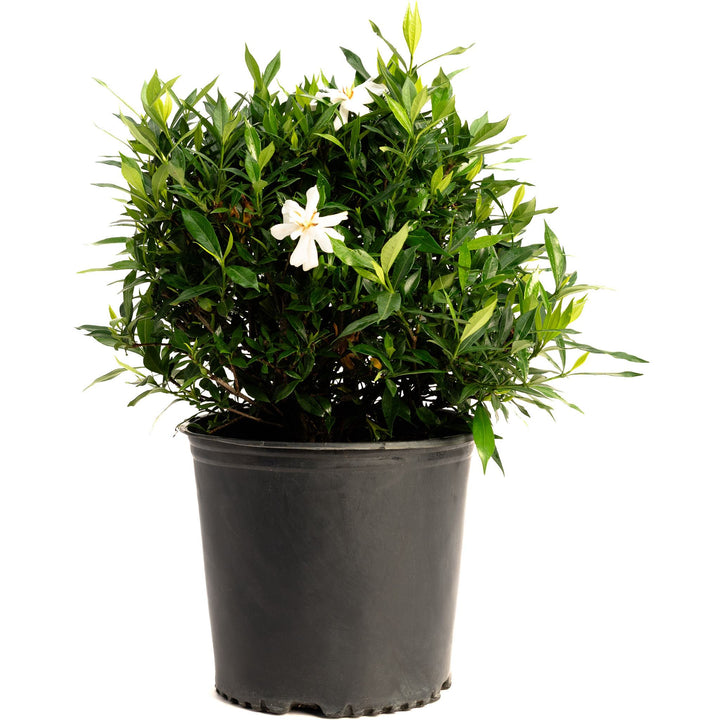 Frost Proof Gardenia