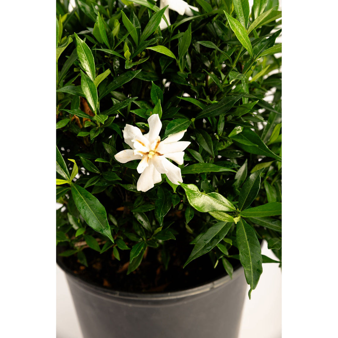 Frost Proof Gardenia