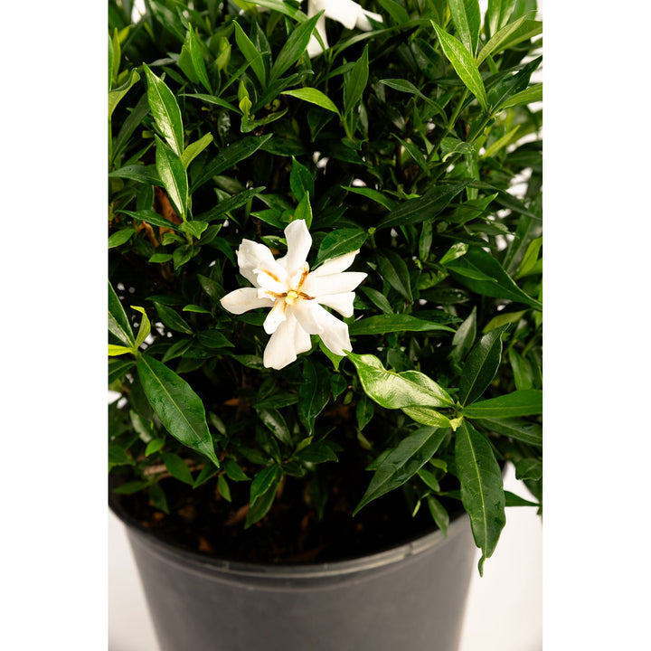 Frost Proof Gardenia