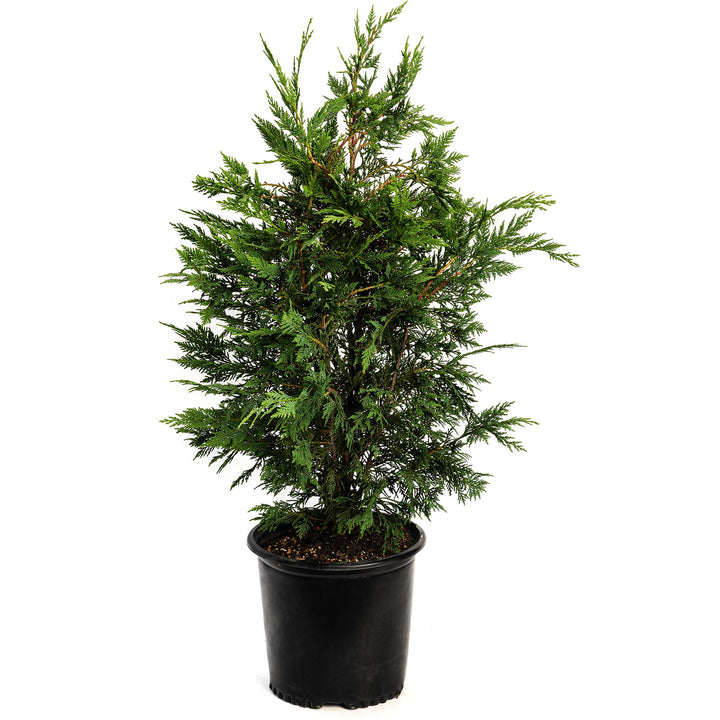 Leyland Cypress Tree