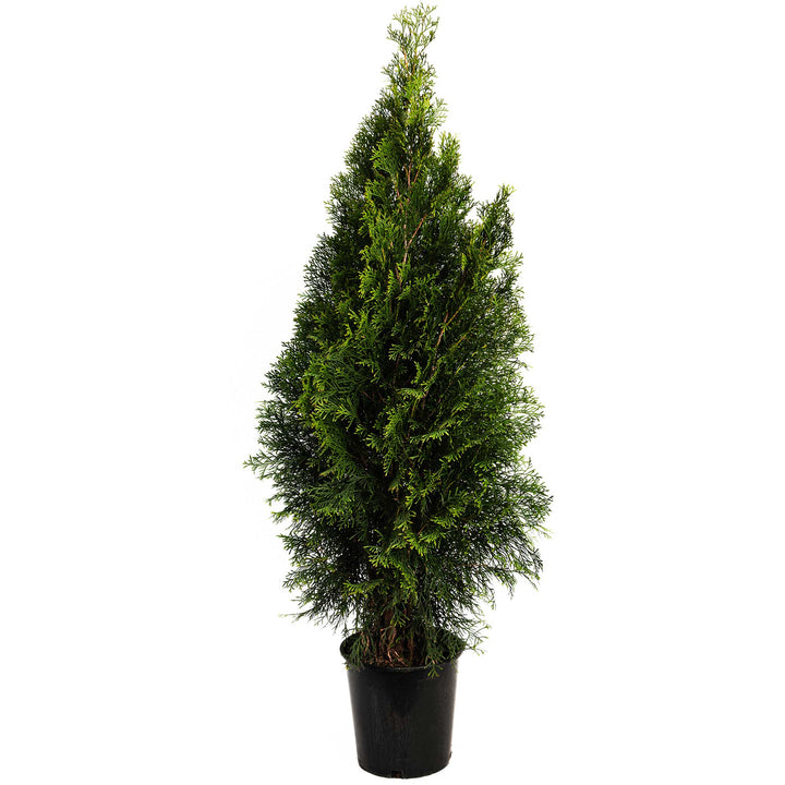 Emerald Green Arborvitae