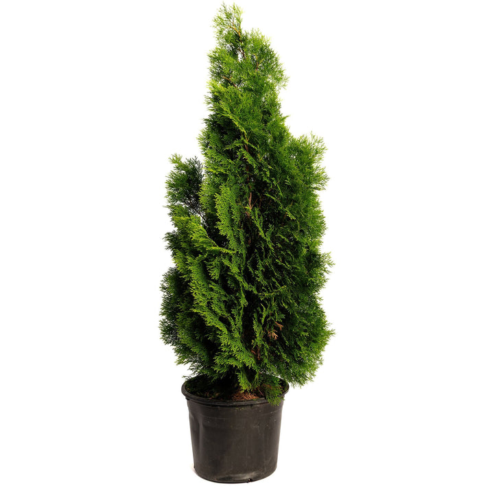 Emerald Green Arborvitae