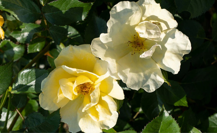 Easy Bee-zy Knock Out Rose