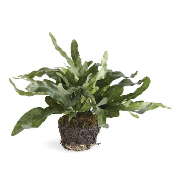 Faux Echeveria Fern