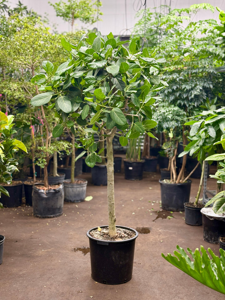 Ficus Audrey