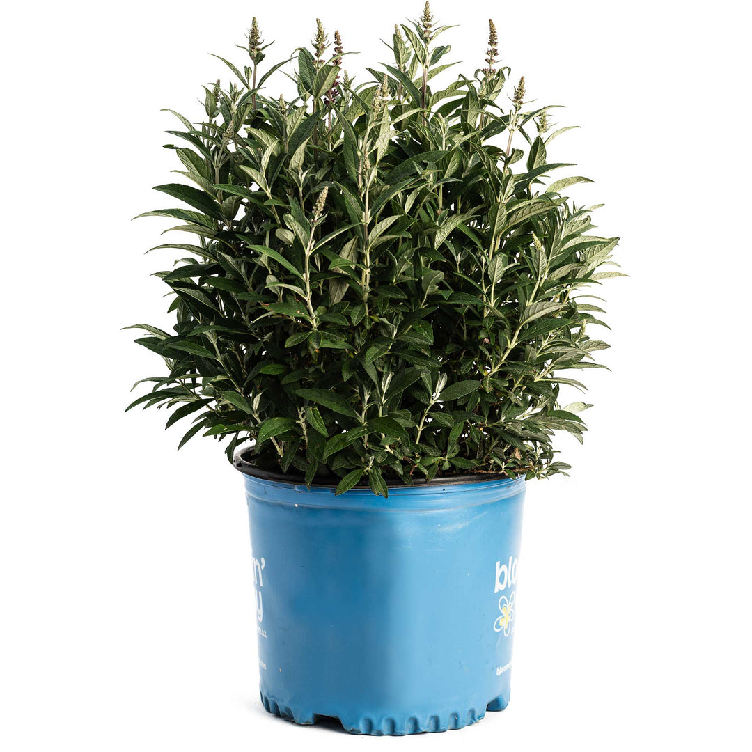 Birthday Cake™ Butterfly Bush