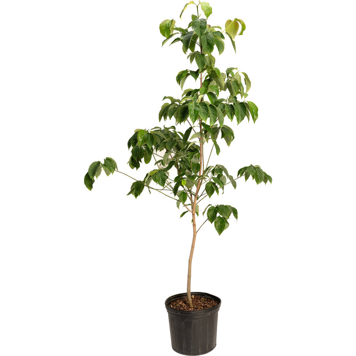 Cherokee Chief Pink Dogwood