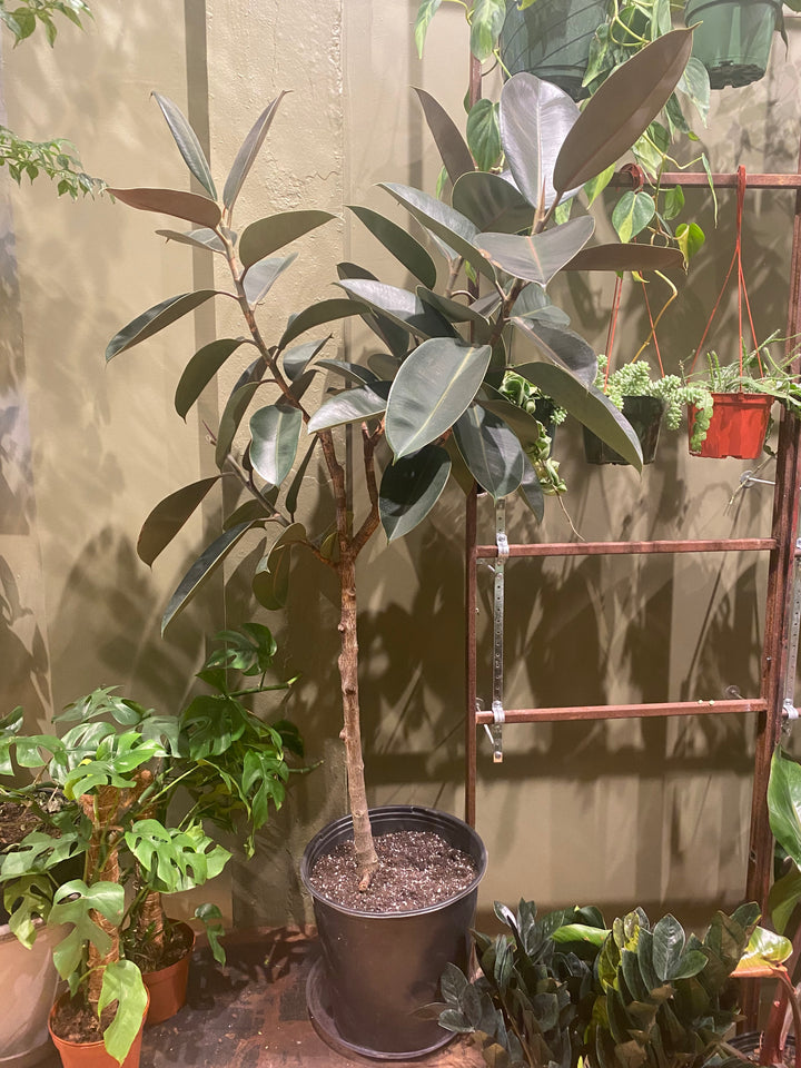 Ficus Burgundy