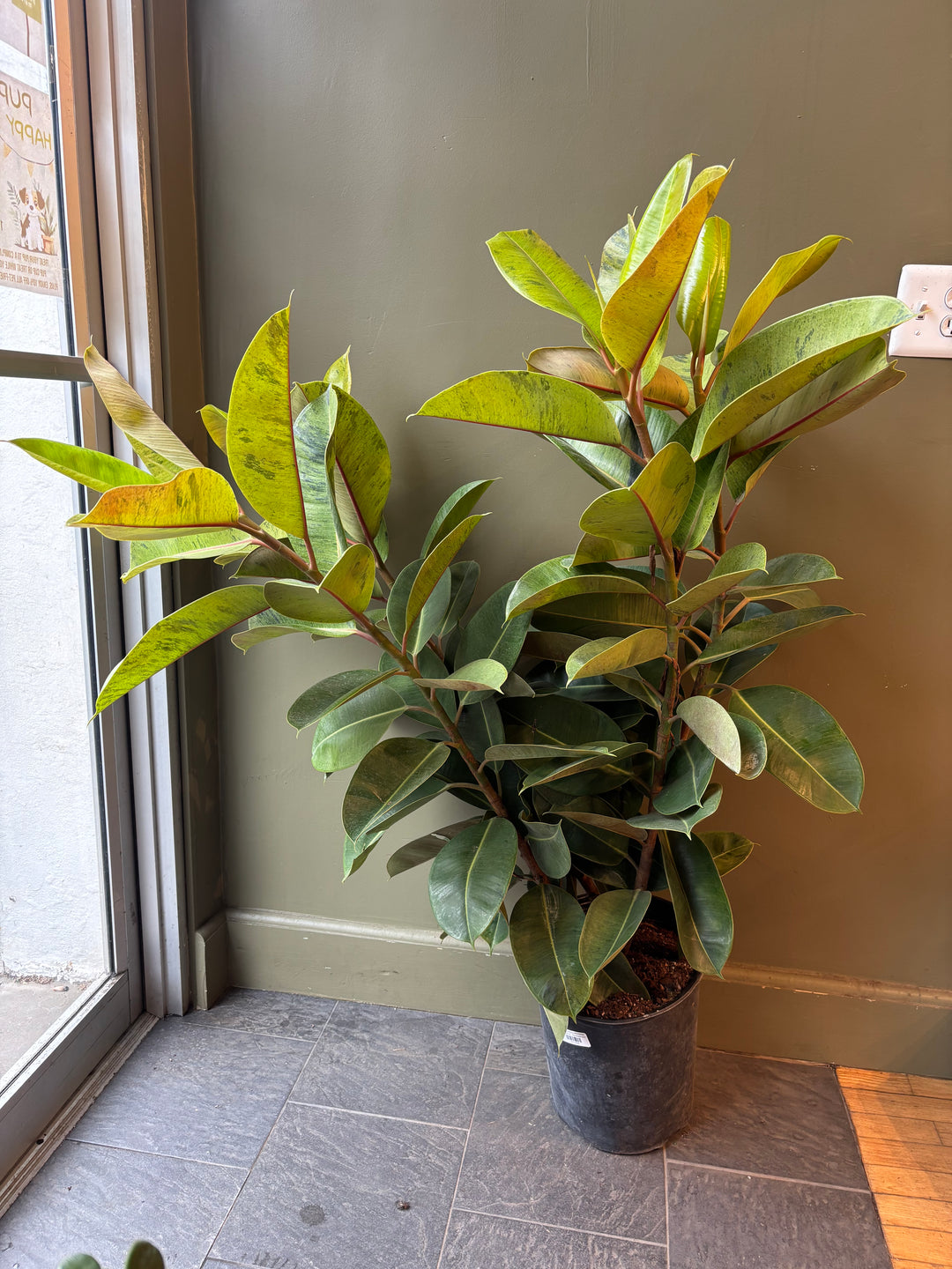 Ficus Shivereana 'Moonshine'