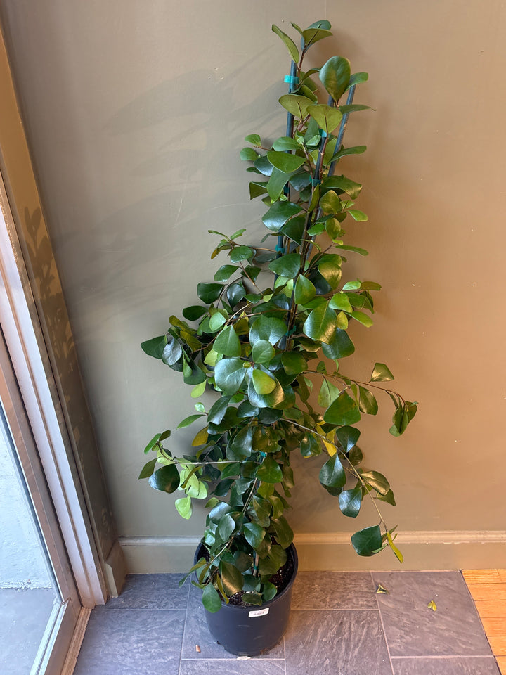 Ficus Triangularis