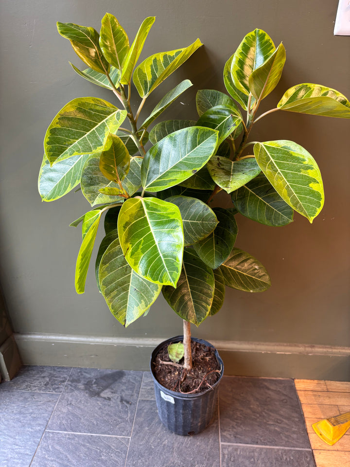 Ficus Altissima 'Yellow Gem'