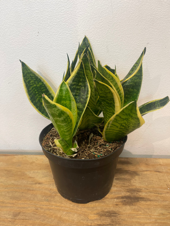 Snake Plant