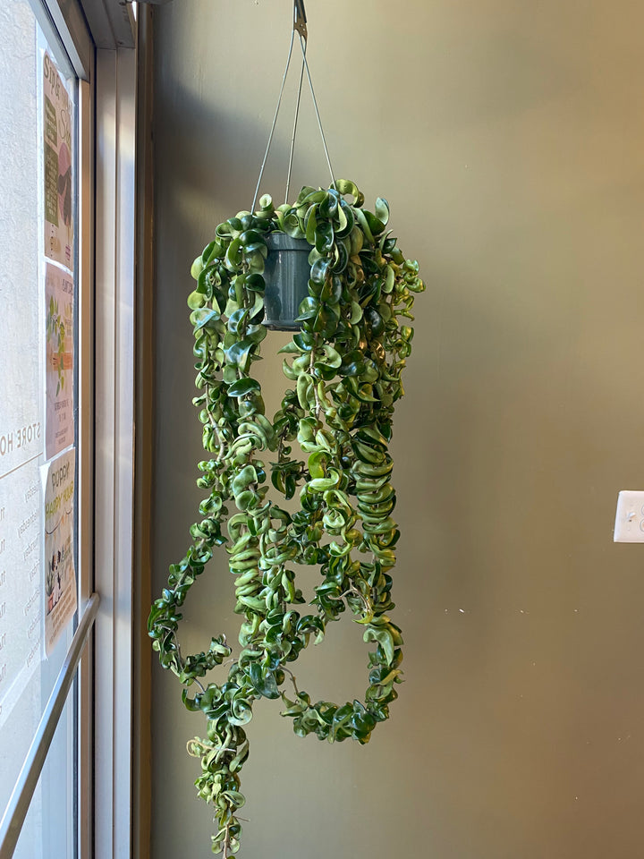 Hoya Hindu Rope
