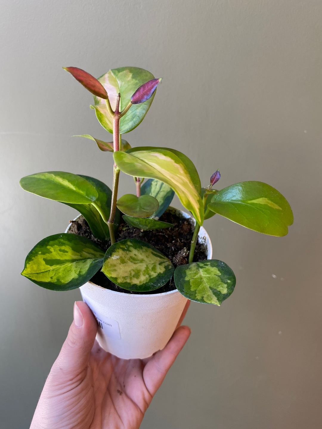 Hoya Lisa