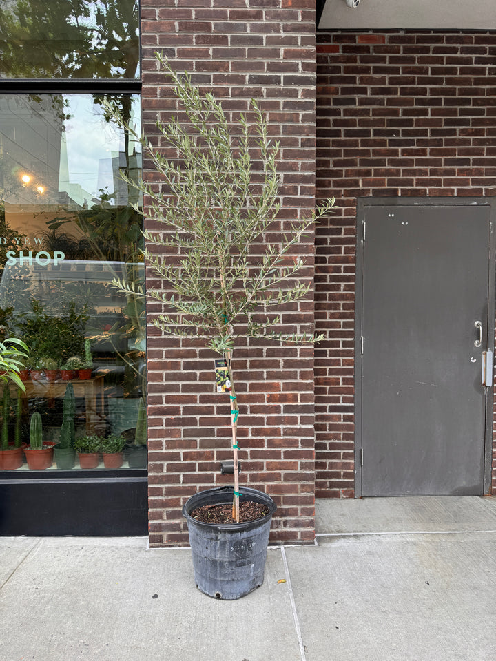 Arbequina Olive Tree