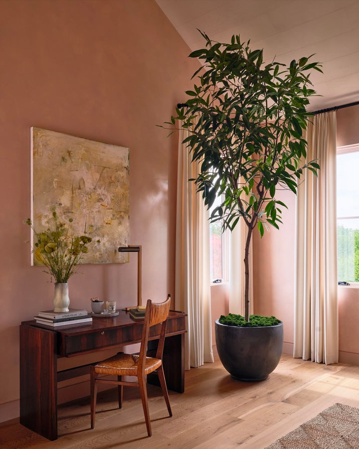 Ficus Amstel King