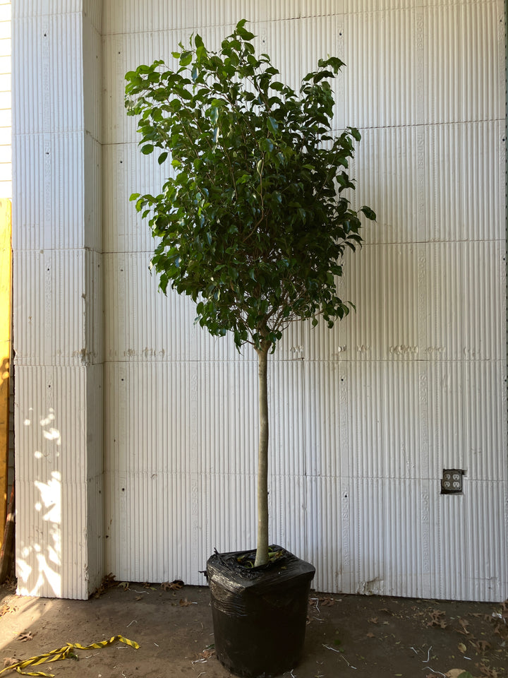 Ficus Benjamina