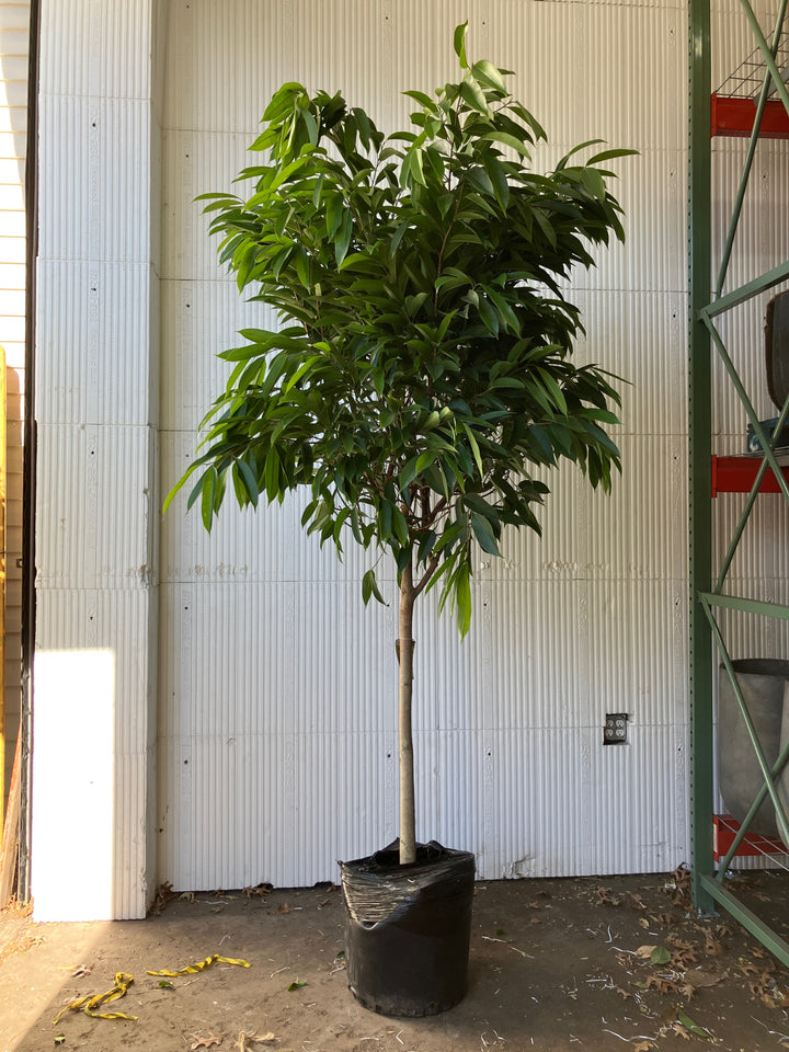 Ficus Amstel King