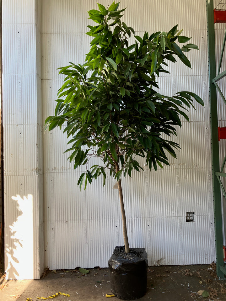 Ficus Amstel King