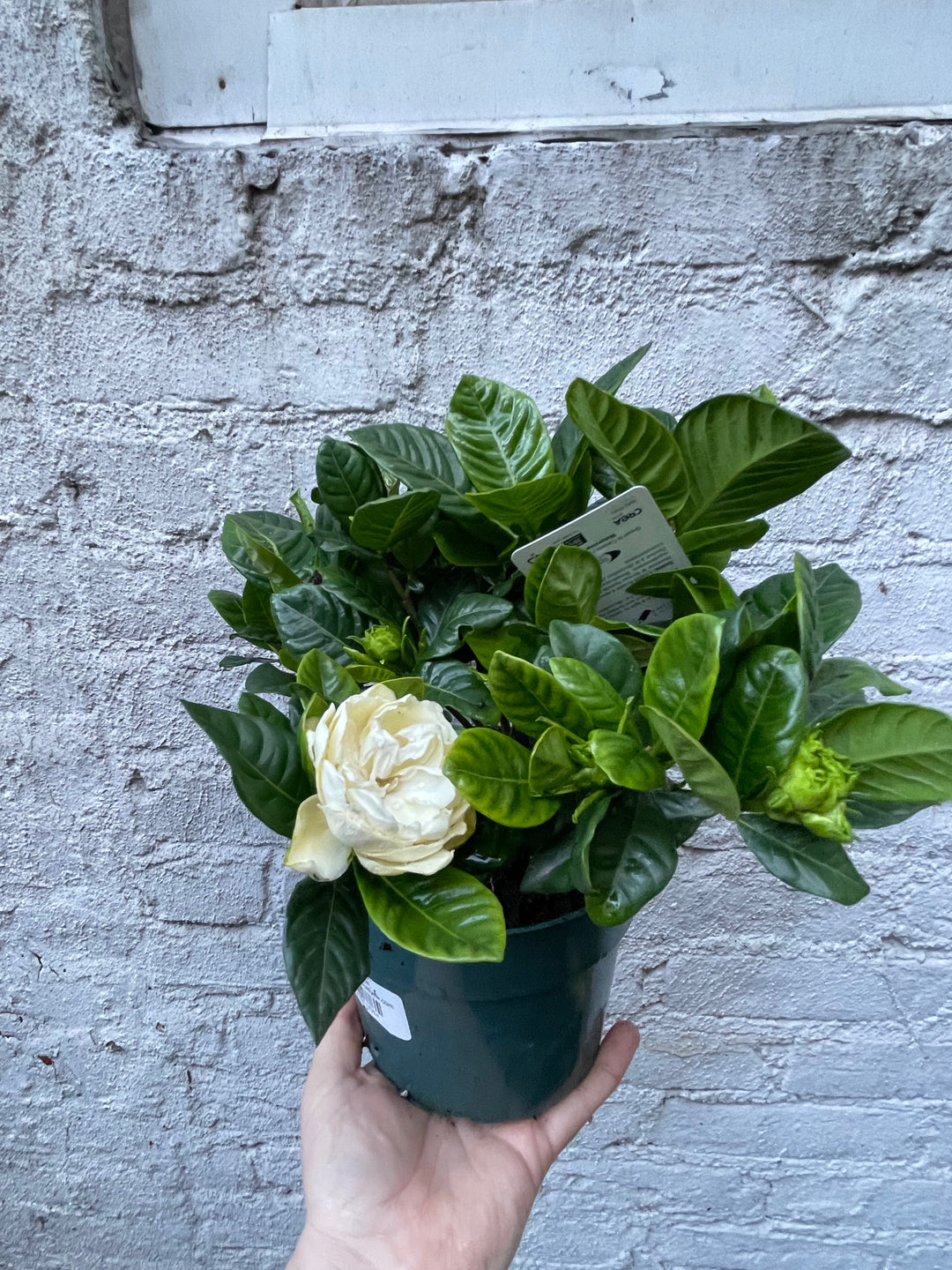Gardenia