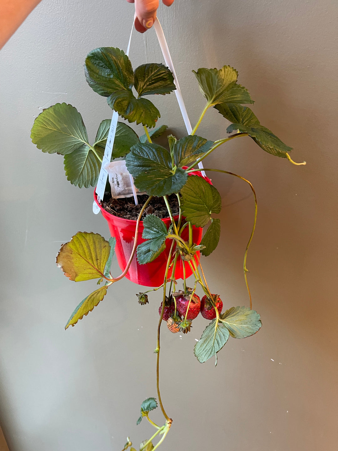 Strawberry Plant