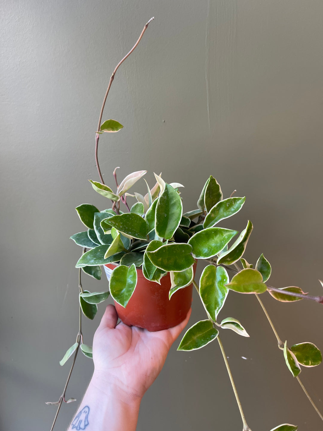 Hoya 'Tricolor'