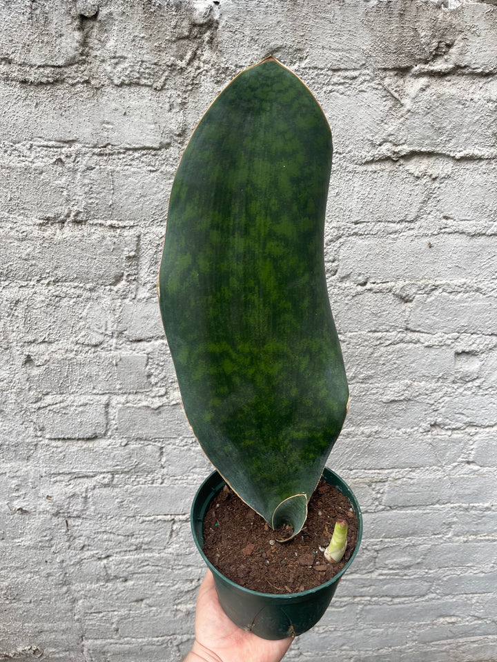 Whale Fin Sansevieria