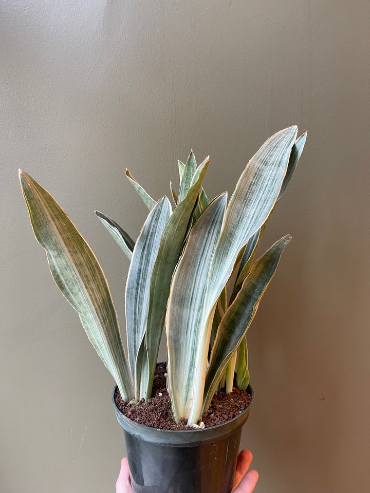 Snake Plant