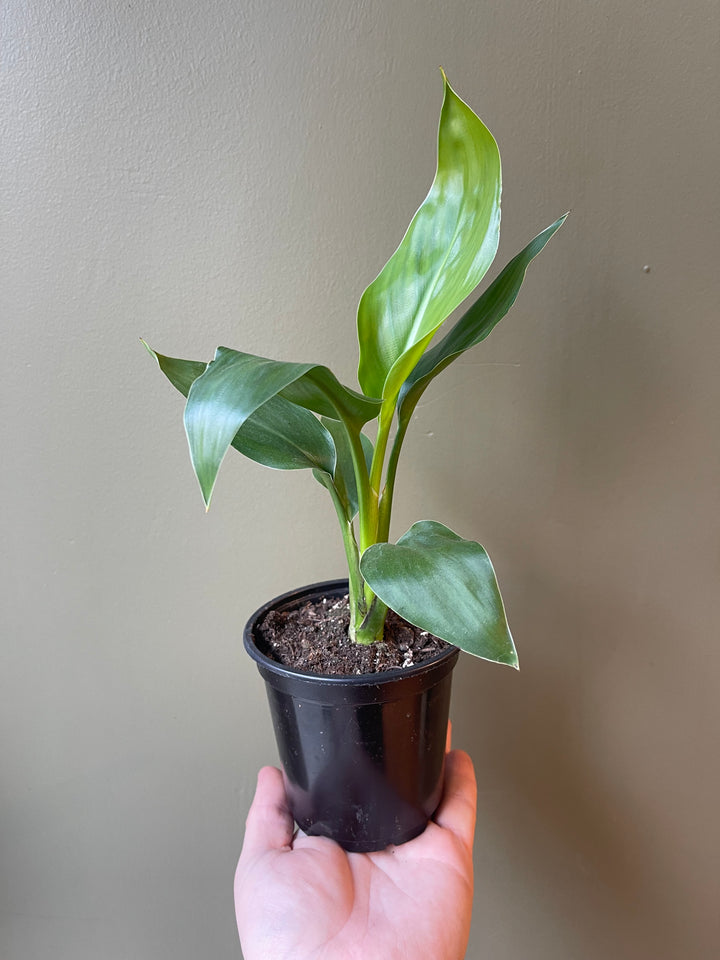 Bird of Paradise