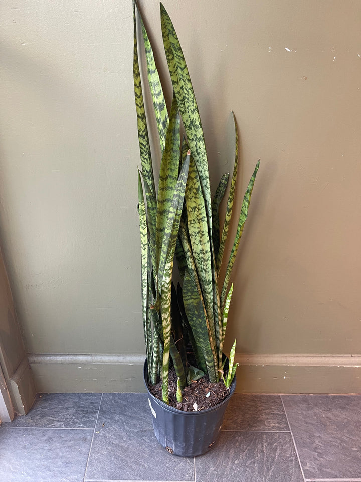 Snake Plant