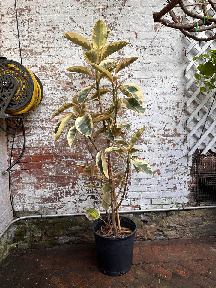 Ficus Elastica Tineke
