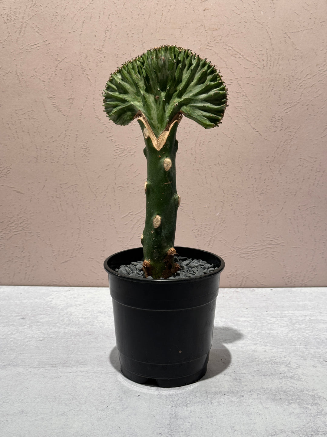 Euphorbia Lactea 'Mermaid Tail'