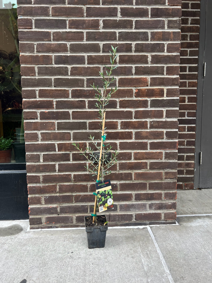 Arbequina Olive Tree