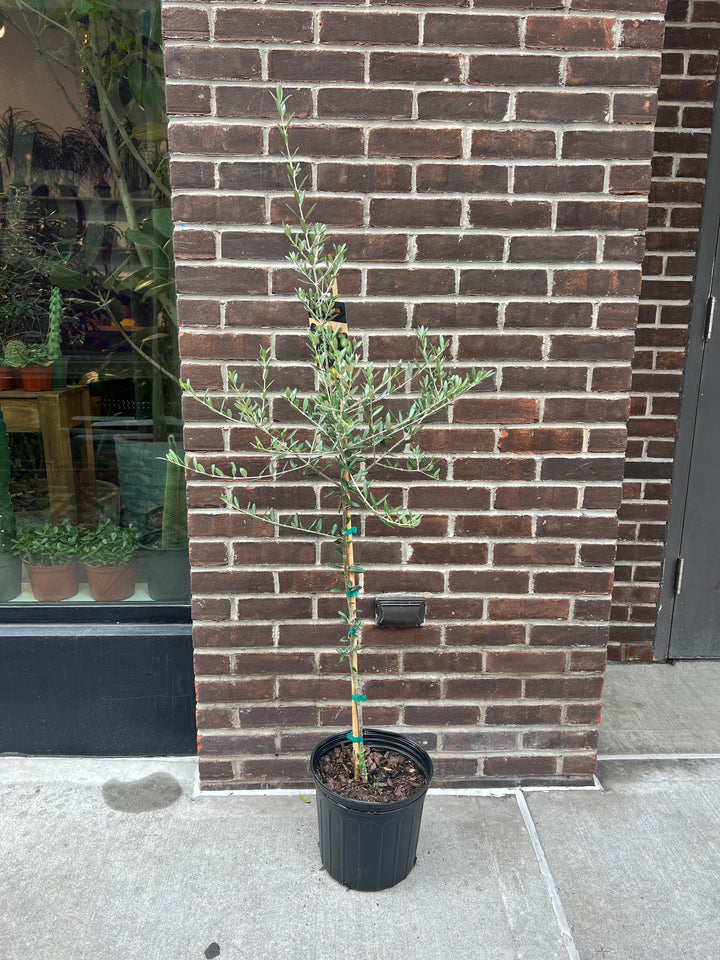 Arbequina Olive Tree