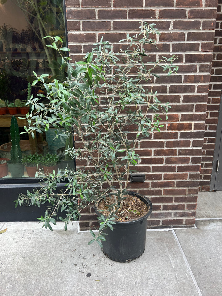 Arbequina Olive Tree