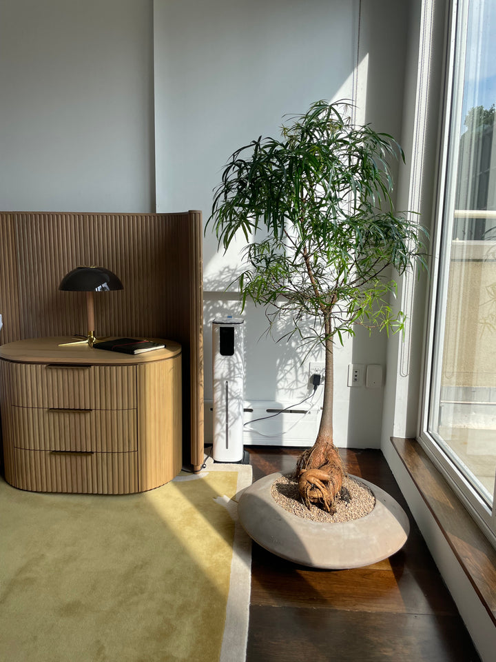 Australian Bottle Tree