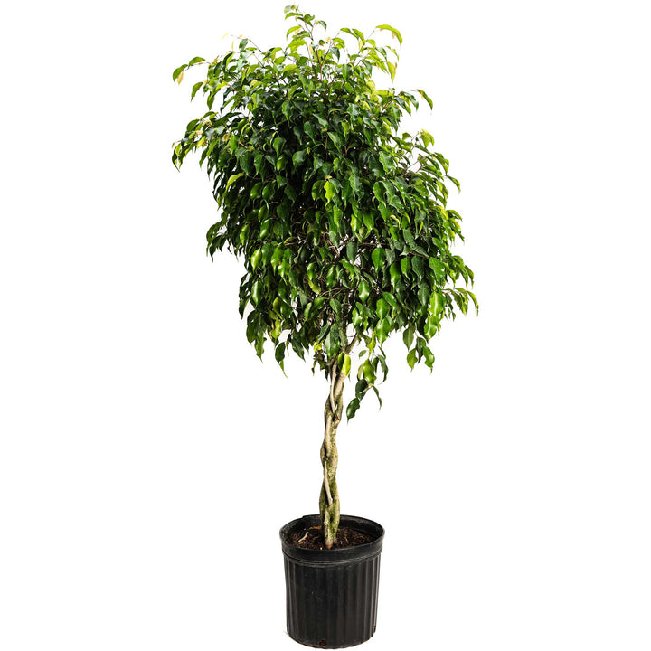 Braided Benjamina Ficus