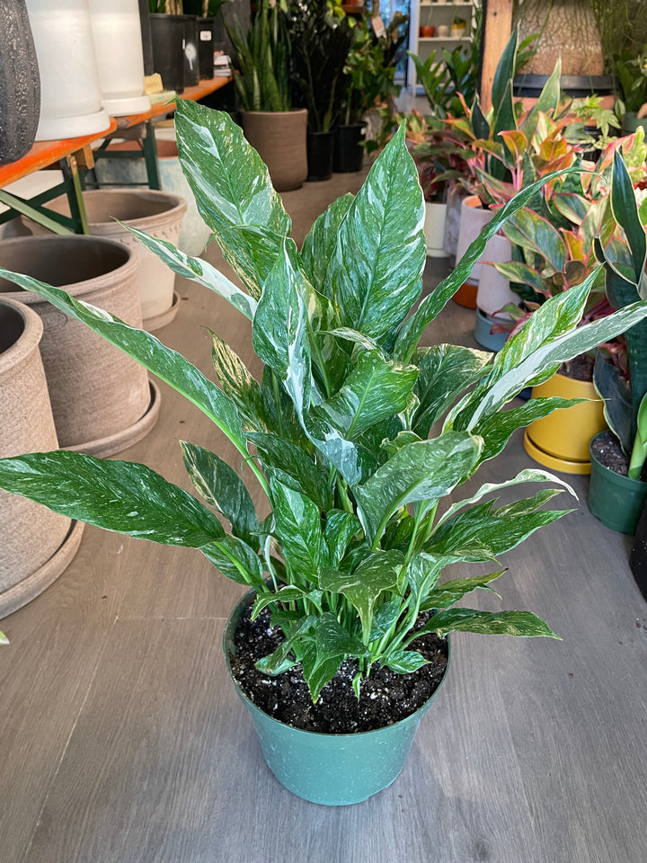 Peace Lily 'Domino'