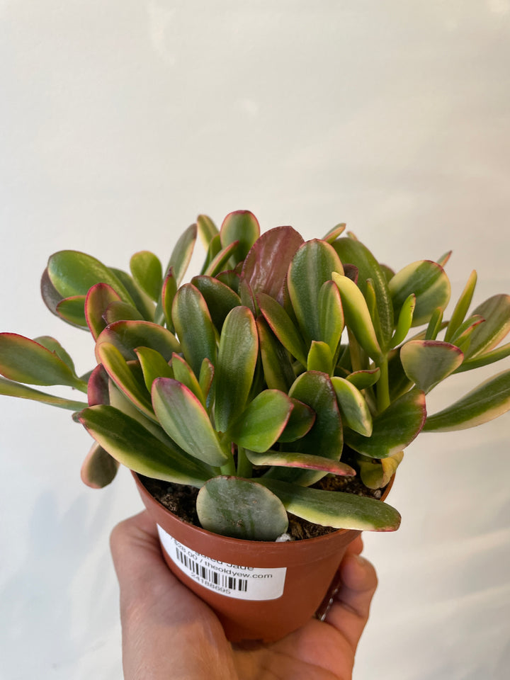 Variegated Jade