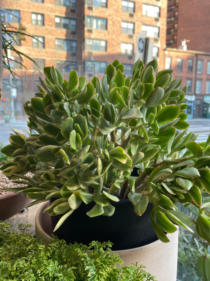 Variegated Jade